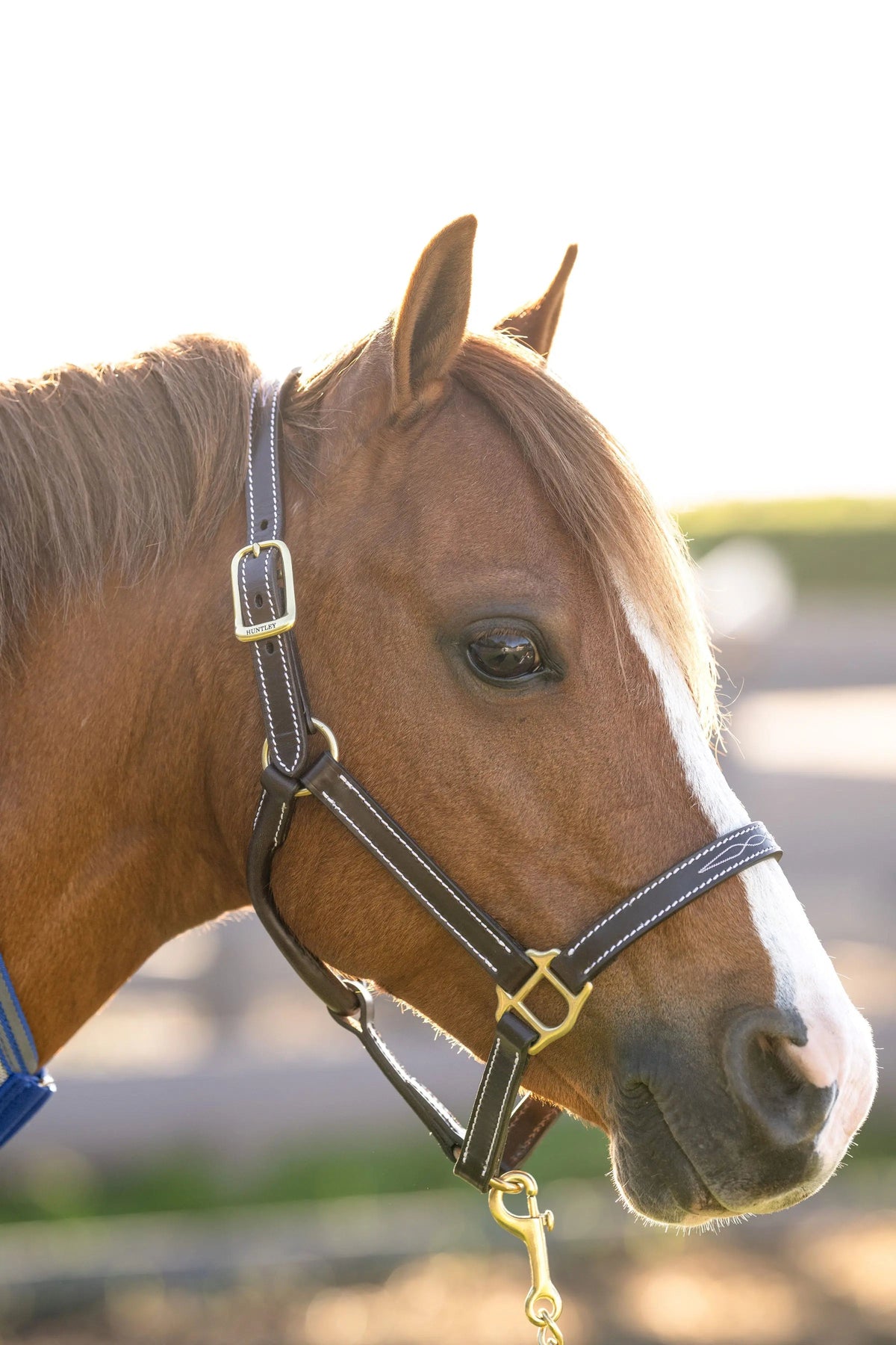 Huntley Equestrian Pony-Halfter mit Ziernaht