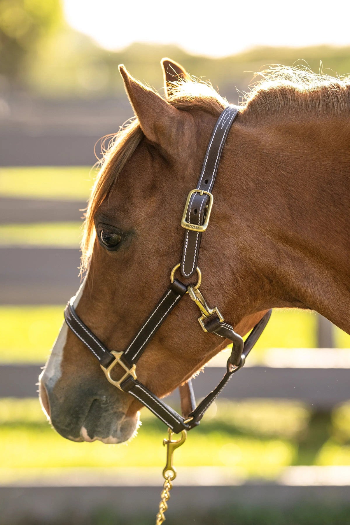 Huntley Equestrian Pony-Halfter mit Ziernaht