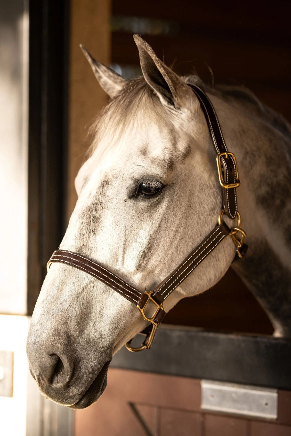 Huntley Equestrian dreifach genähtes Halfter