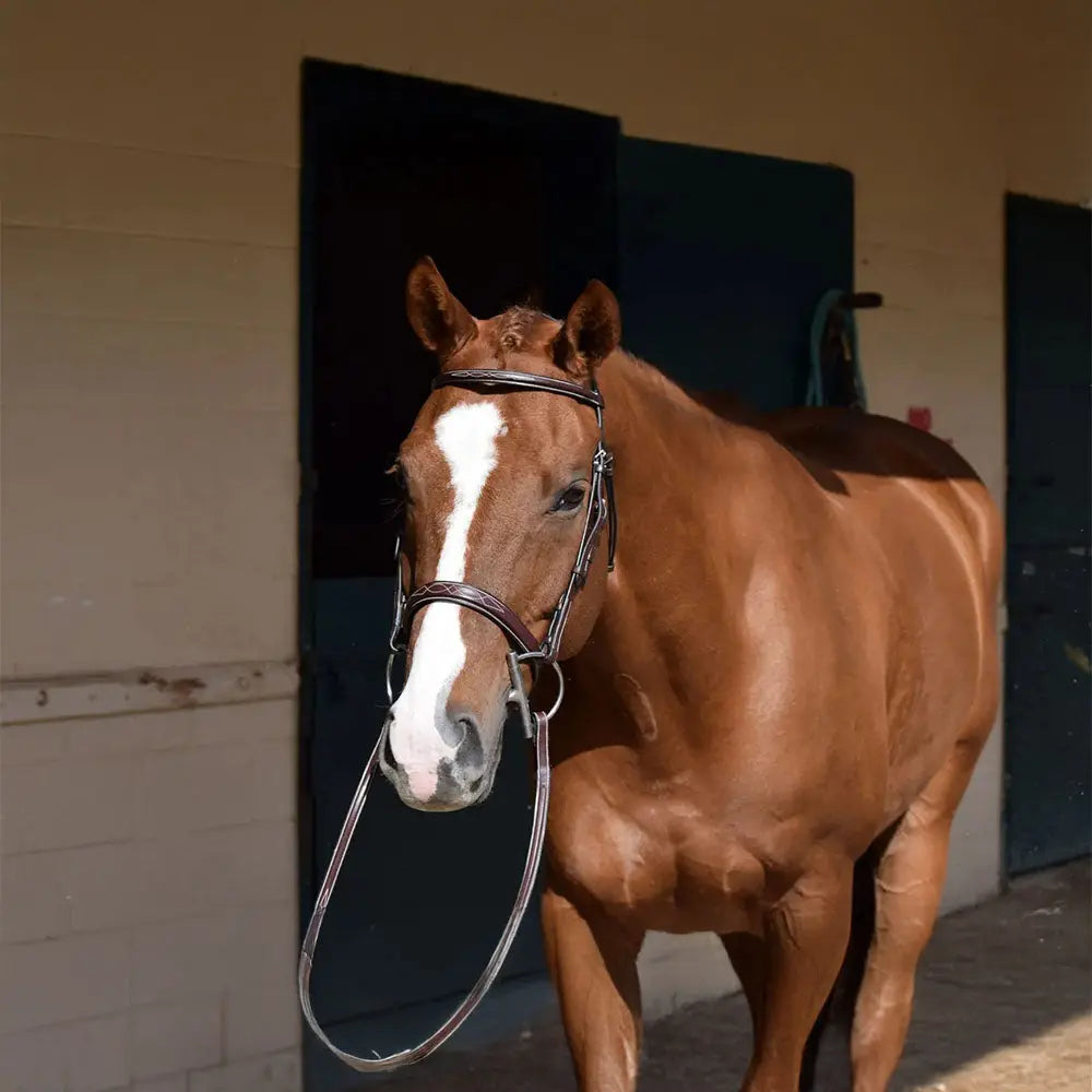 Filet de chasse Huntley Equestrian Sedgwick à surpiqûres fantaisie